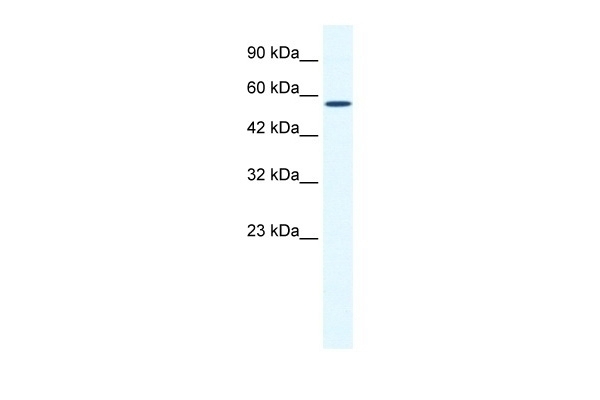 BTBD15 Antibody