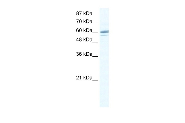 ZNF232 Antibody