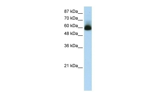ZNF307 Antibody