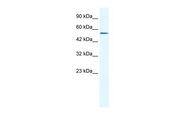 ZNF286 Antibody