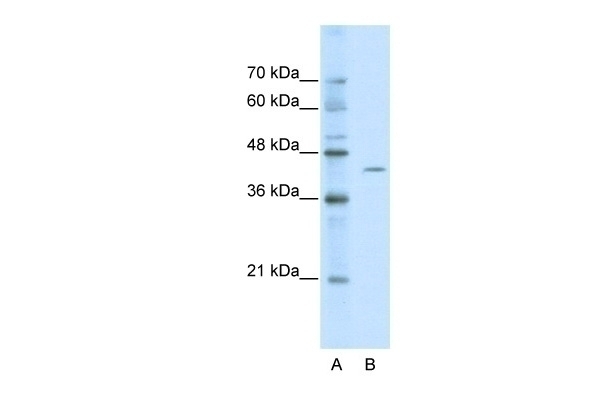 ZBTB26 Antibody