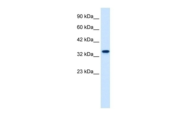 ZNF2 Antibody