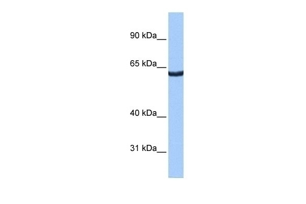ZNF350 Antibody