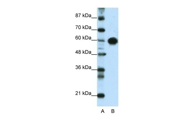 ZSCAN5 Antibody