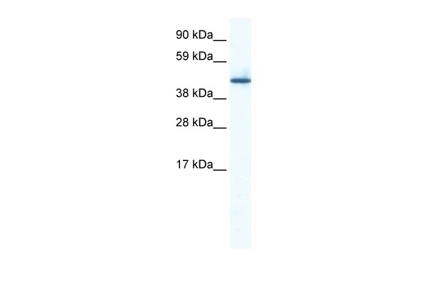 ZNF557 Antibody