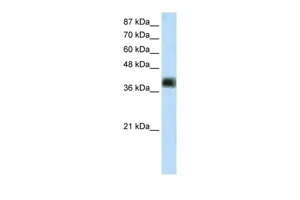 ZNF435 Antibody
