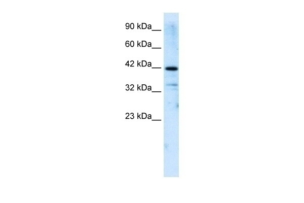 ZNF323 Antibody