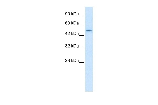 ZNF651 Antibody