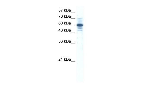 ZNF276 Antibody