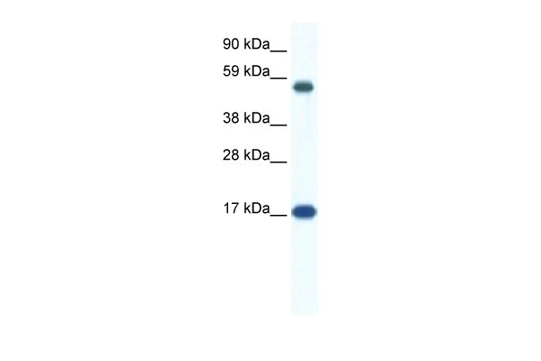 ZNF554 Antibody