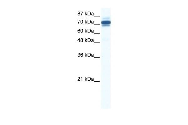 ZNF690 Antibody
