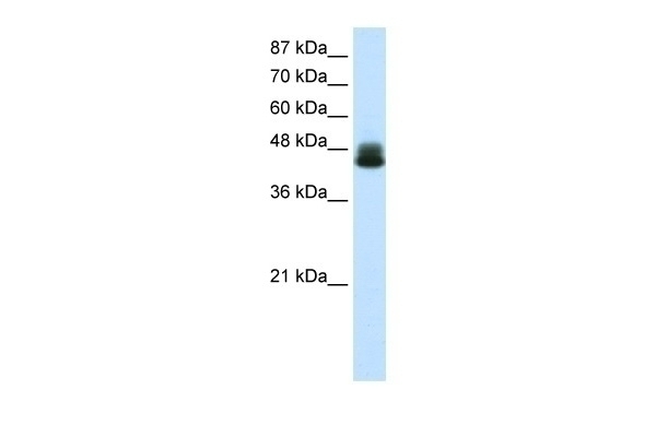 ZNF785 Antibody