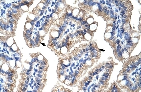 ZNF785 Antibody