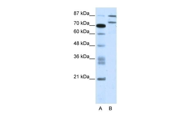 ZNF709 Antibody