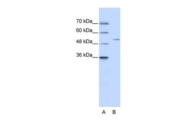 ZNF555 Antibody