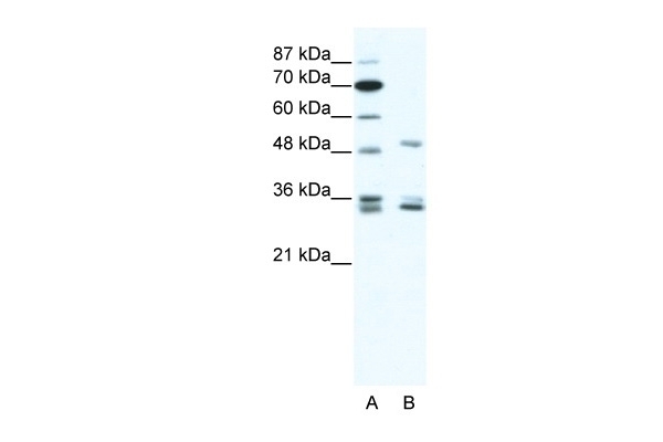 ZNF488 Antibody