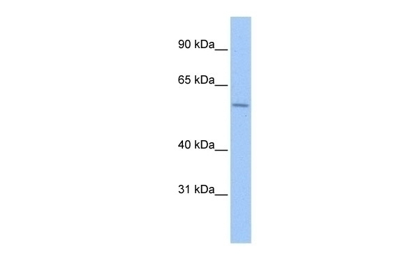 ZNF596 Antibody