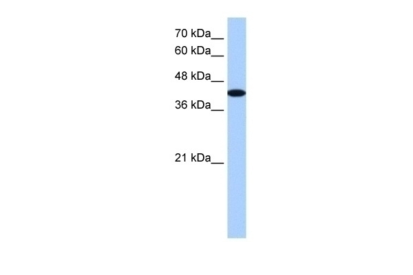 AKAP7 Antibody