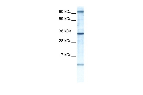 AKAP7 Antibody