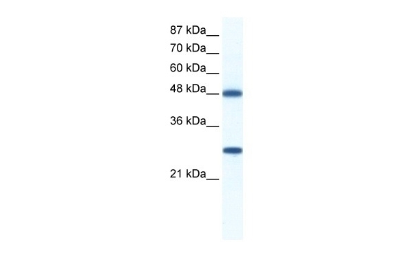 BAT1 Antibody