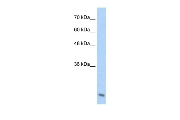 AES Antibody