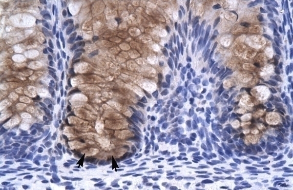 ANXA1 Antibody