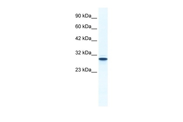 ANXA5 Antibody