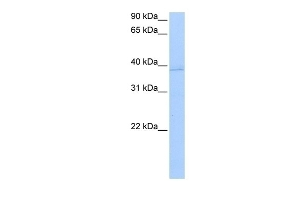 ANXA8L2 Antibody