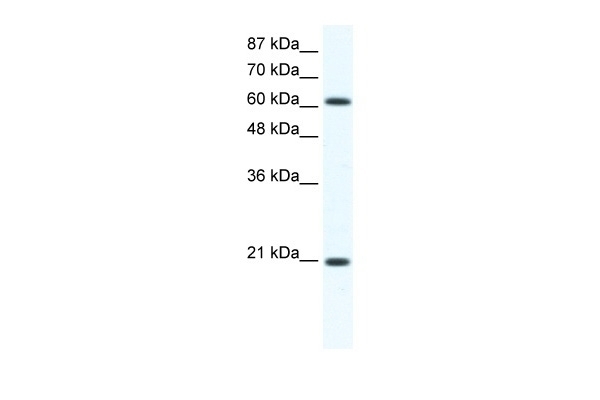 ANXA6 Antibody