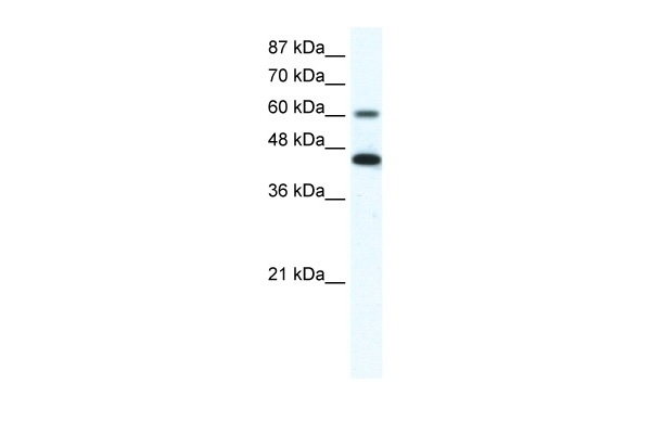 ANXA6 Antibody