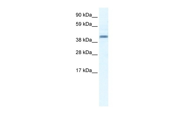 ANXA7 Antibody
