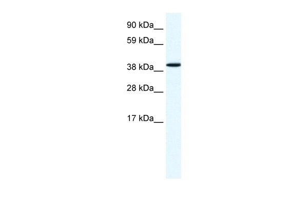 ANXA7 Antibody