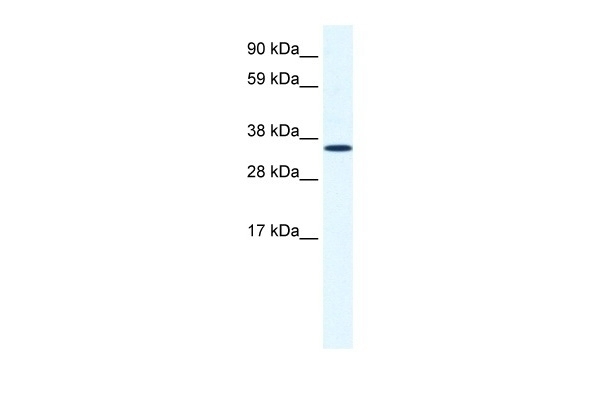 ANXA2 Antibody
