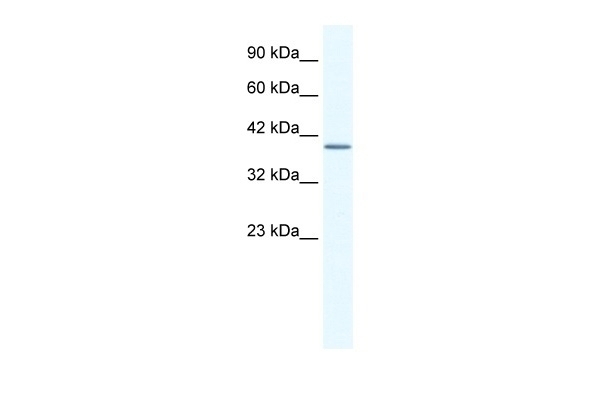 ANXA13 Antibody