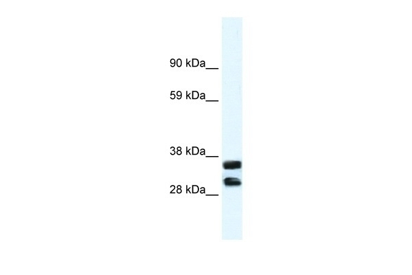 ANXA13 Antibody