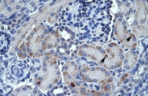 SPP1 Antibody