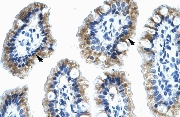 ANXA4 Antibody