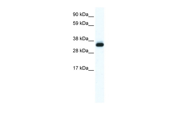 ANXA5 Antibody