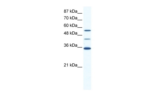 ALX4 Antibody