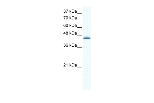 ALX4 Antibody