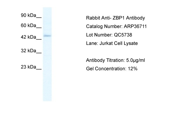 ZBP1 Antibody