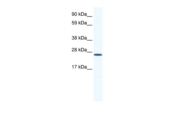 ARNTL Antibody