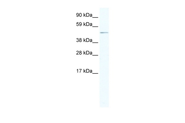ARX Antibody