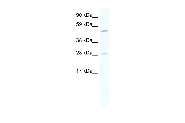 ASCL2 Antibody