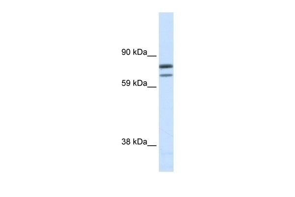 ZFPM1 Antibody