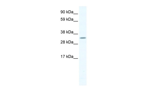 APEX1 Antibody