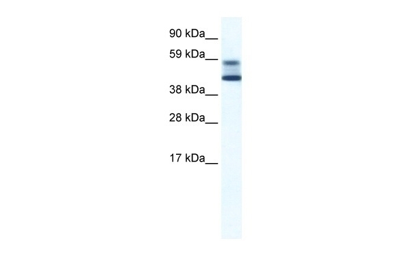 ZBTB7A Antibody