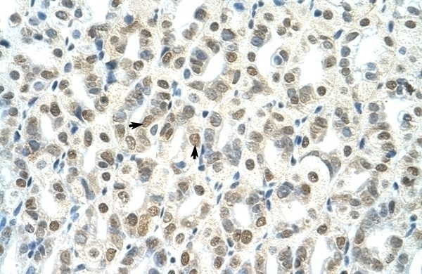 Tsc22d4 Antibody