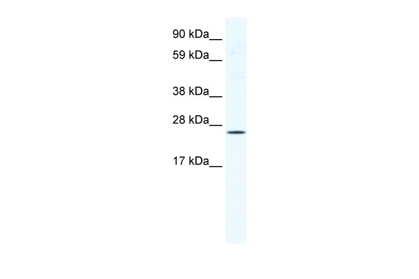 BRF1 Antibody