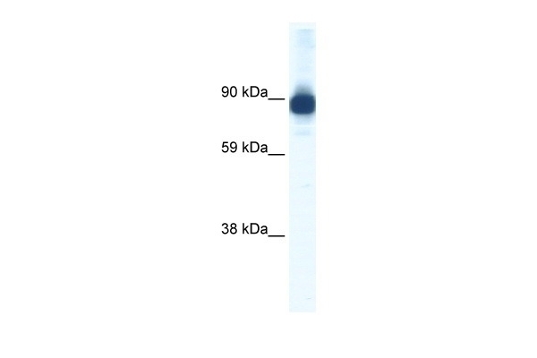 Actin alpha 2 Antibody